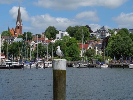 A seagull sits on a wooden pole in front of a harbour with sailing boats, surrounded by traditional