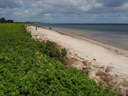 A beach with rocks, plants and sea under a cloudy sky, Maasholm, Schleswig-Holstein, Germany,