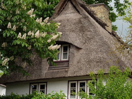 View of a traditional thatched house surrounded by green foliage and blooming flowers, Kappeln,