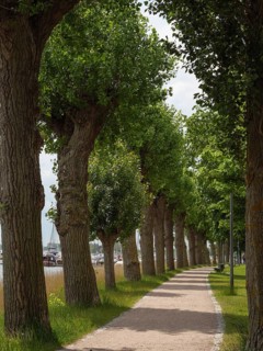 A quiet walkway lined with tall trees along a waterway under a cloudy sky, Kappeln,