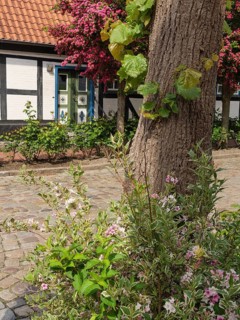 Half-timbered house and large tree with flowers and shrubs in a cobbled street, Kappeln,