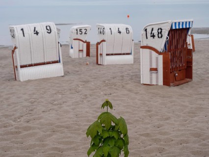 Beach chairs standing in the sand by the sea, numbered and framed by the water in the background,