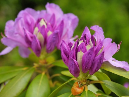 Macro photograph of two purple blooming rhododendron flowers in a green garden, Arnis,