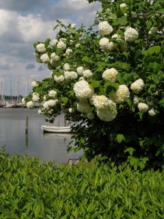 Flowering tree with large white flowers on the shore of a calm water with boats in the background,