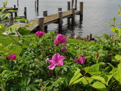 Pink flowers and green foliage in the foreground, a long jetty and the calm lake in the background,