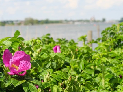 Close-up of pink flowers and green leaves with a blurred lake panorama in the background, Arnis,