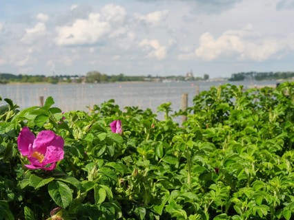Pink flowers in front of a lake with cloudy sky and green landscape, Arnis, Schleswig-Holstein,
