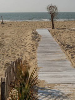 A wooden path leads through the sand to the sea, a lone tree stands at the side, de haan, belgium