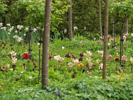 A blooming garden with many colourful flowers and trees, Newcastle, England, Great Britain