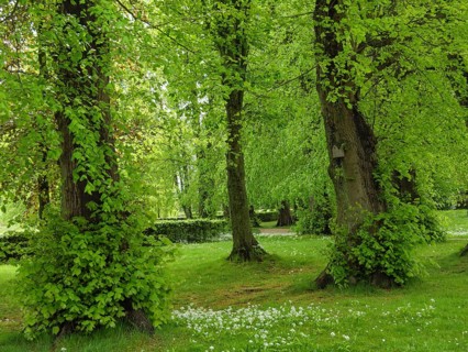 Green forest with tall trees and fresh grass, spring fever, Newcastle, England, Great Britain