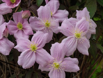 Close-up of pink flowers with green centre, surrounded by leaves and branches, Newcastle, England,