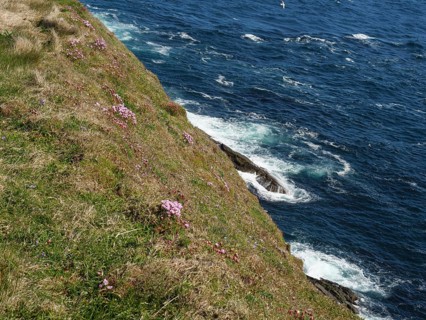 Flower-covered cliff overlooking foaming waves of the deep blue sea, Lerwick, Shetland, Scotland,
