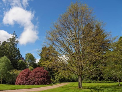 A path through a green landscape with large trees and bushes under a partly cloudy sky, inverness,