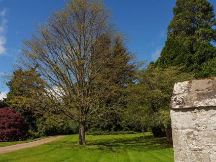 A large tree stands beside a road and lawn, adjacent to a stone wall, in sunny weather, inverness,