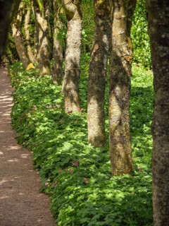 A shady forest path between many trees, with green leaves and a quiet, peaceful atmosphere,