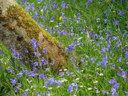 Beautiful purple flowers blooming in the grass next to a moss-covered tree trunk in spring,