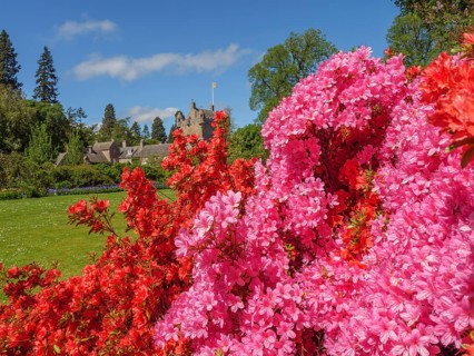 Blooming garden with red and pink flowers, in the background the stone castle on a green meadow