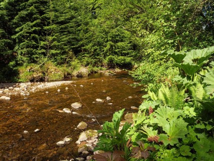 A small river flows through a green forest with lush plants and stones on the banks, inverness,