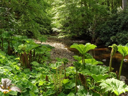 Sunlight shines through the trees onto dense vegetation on the banks of a small river, inverness,