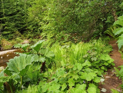 Lush plants and trees along a narrow path in a green forest, inverness, Scotland, United Kingdom,