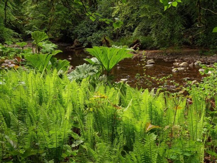 Lush green plants and ferns on the banks of a small river in a dense forest, inverness, Scotland,