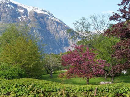 Blossoming trees and lush greenery against a picturesque mountain landscape in spring, Eidfjord NOR