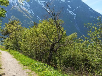 A narrow path through green trees with high mountains in the background, Eidfjord NOR 2