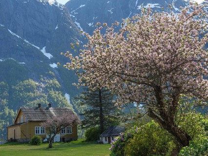 A house in spring surrounded by blossoming cherry trees and high mountains in the background,