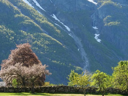 Blossoming trees against an imposing mountain backdrop with scattered patches of snow and stone