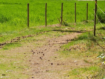A narrow, grassy path, flanked by a wooden fence, through a green landscape, Eidfjord NOR 2