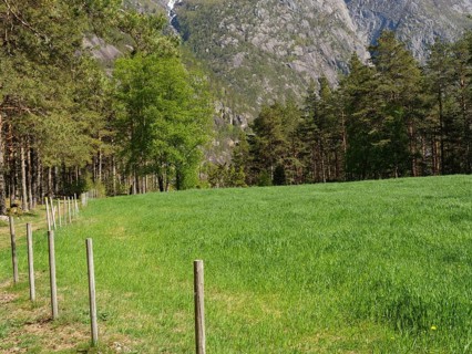 Green meadow with trees in the background, surrounded by majestic mountains and forests, Eidfjord