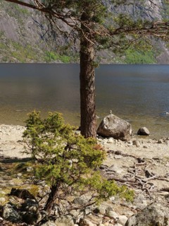 A tree and a rock on the shore of a lake, peaceful and natural surroundings, Eidfjörd, Norway,