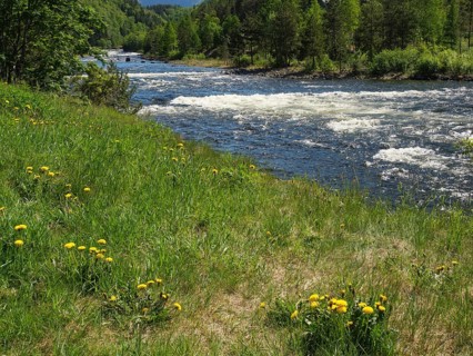A meadow with yellow flowers borders a river flowing through a green forest under a blue sky,
