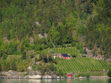 Winery with red buildings on the fjord shore, surrounded by dense forests and green hills in sunny