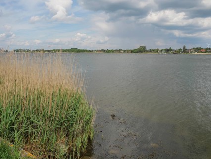 View of a calm lake with tall reeds on the shore and a cloudy sky in the background, Kappeln,