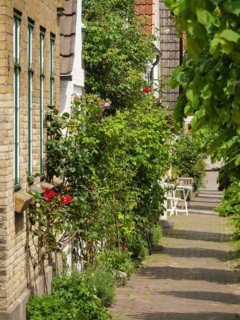 Narrow alley with cobblestones and lush green vegetation along the house fronts, Arnis,