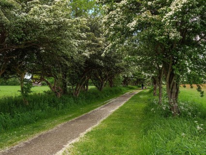 A shady path lined with blossoming trees leads through a peaceful rural landscape in summer,