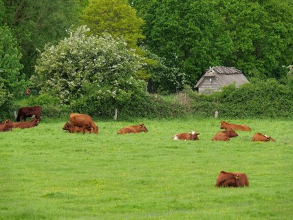 Several cows resting and grazing on a vast green meadow surrounded by dense greenery, Maasholm,