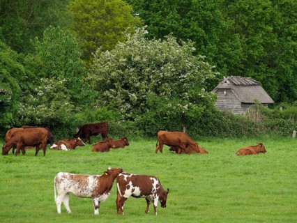 Cows grazing and resting comfortably on a green pasture, surrounded by trees and bushes, Maasholm,