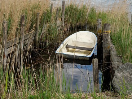 A simple boat lies encapsulated amidst reeds and an old wooden jetty, Maasholm, Schleswig-Holstein,