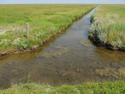 A small clear stream in the middle of a wide and peaceful meadow landscape, Hallig Hooge,