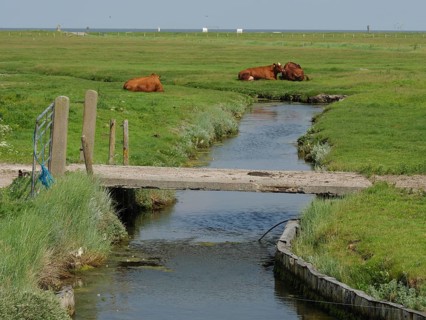 Small stream with bridge and grazing cows in a quiet rural setting, Hallig Hooge,