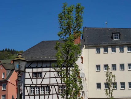 Mid-rise half-timbered houses and more modern buildings with a tree in the foreground under a clear