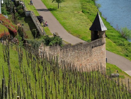 Vineyard with castle wall and small tower, next to it a footpath along a river on a sunny spring