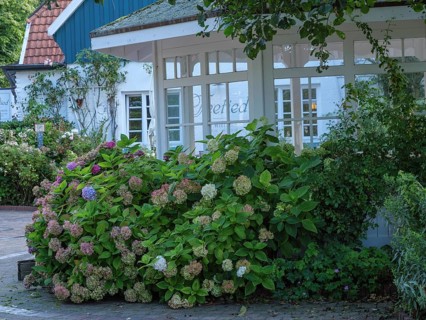 Pavilion surrounded by flowering bushes and a house with white windows in the background,