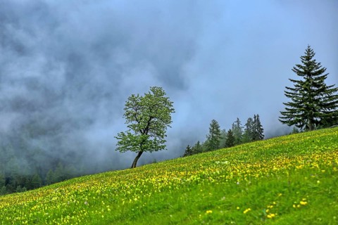 Pfundser Schey, Pfunds, Tyrolean Oberland, Austria, Europe
