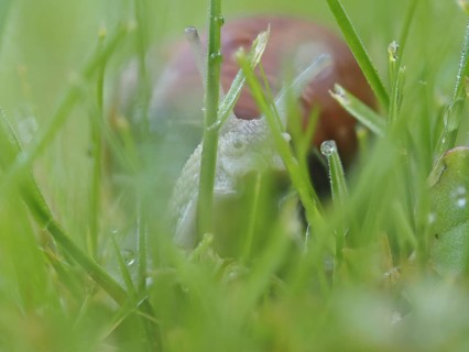 Burgundy snail (Helix pomatia) in rain-soaked meadow, Ratten, Styria, Austria, Europe