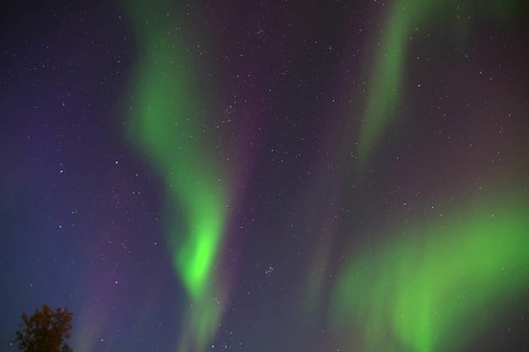 View of green and purple northern lights in the starry night sky, Langöya, Vesteralen, Nordland,