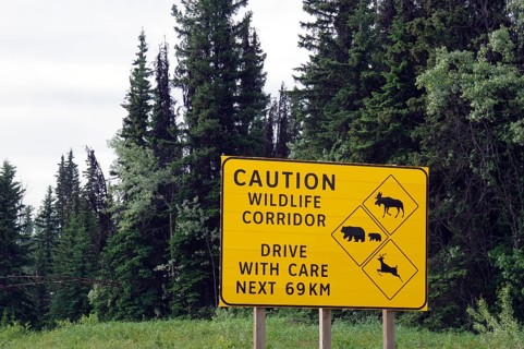 Traffic sign warning of a wildlife corridor to avoid car accidents with animals in the forest,