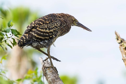 Beautiful Soco Boi or Rufescent Tiger-Heron (Tigrisoma lineatum) in the Brazilian wetland